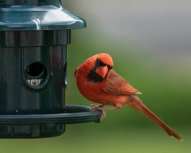 Northern Cardinal by John Brighenti is licensed under CC BY 2.0.